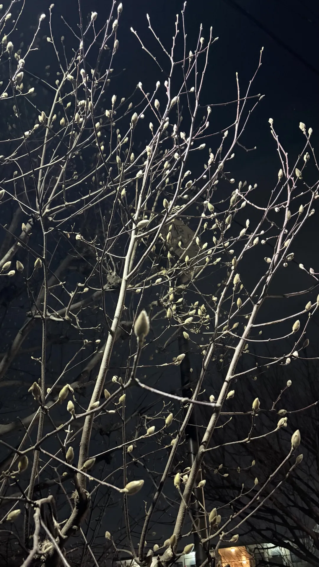 漢方で改善する花粉症の栄養対策